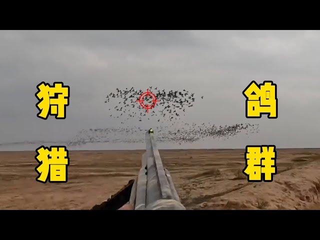 饲料厂野鸽泛滥，猎人躲在沟里蹲守，成功清理几十只野鸽，野猪破坏农作物，被村民带领旺旺大队前去捕抓，场面实在震撼#documentary #纪录片 #狩猎 #动物