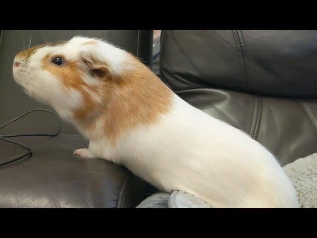 Chip The Chipper Guinea Pig [KONA & SUBA GUINEA PIGS]