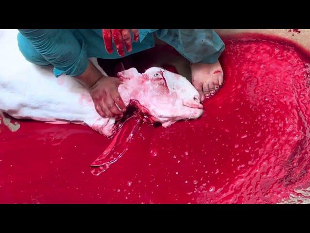 pure rajanpuri bakra qurbani 2022 #bakraeid #bakra #bakraeid2022 #qurbani2022 #muslims