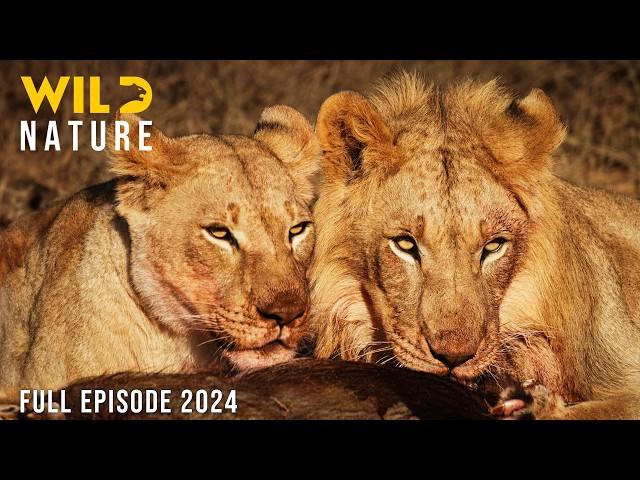 MAASAI MARA | Secrets of Africa's Fiercest Hunters | Animal documentary