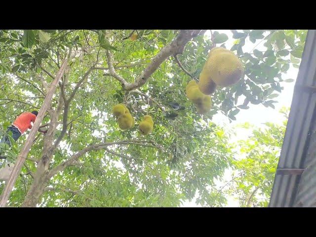 Eating fruit from the childhood passion tree | uncover village