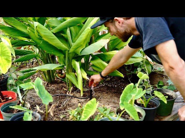 Best Irrigation for a Backyard Garden | Replacing Drip Irrigation