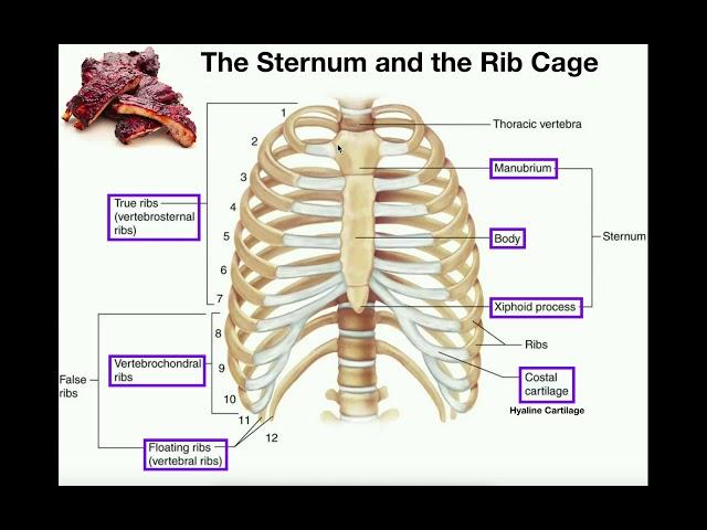 Anatomy | The Sternum, Rib Cage, & Vertebrae