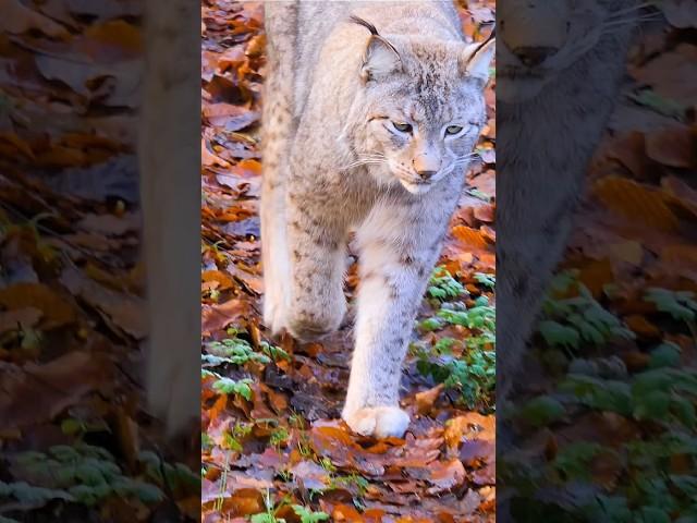 Eurasian Lynx walking #wildlife #shorts