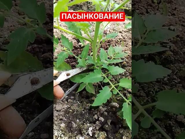 Пасынкование томатов в теплице Как правильно удалять пасынки Как удалять пасынки