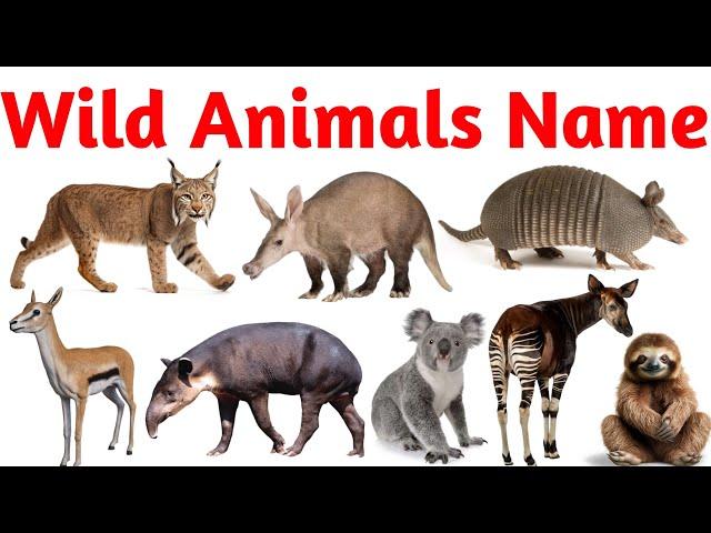 Wild Animals Name for Kids | Learn Jungle & Safari Animals in English with Sounds & Pictures | Zoo