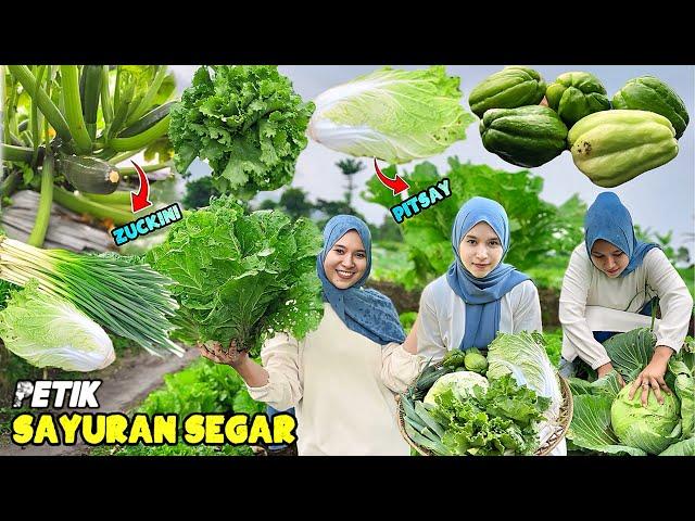 Petik macam-macam sayuran | Bikin capcay dari hasil kebun