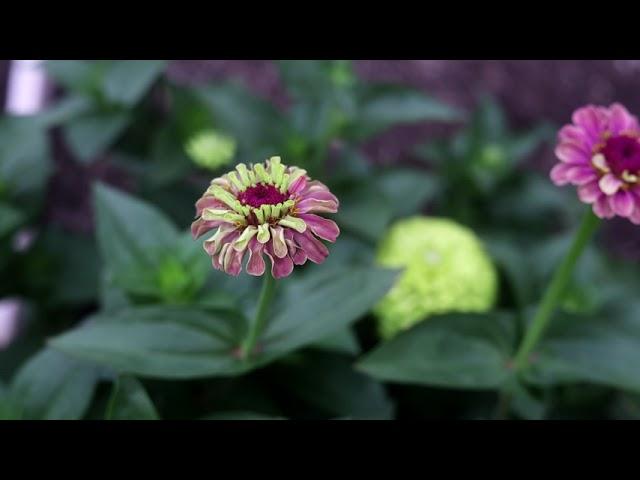 Zinnia Queen Red Lime - Show case