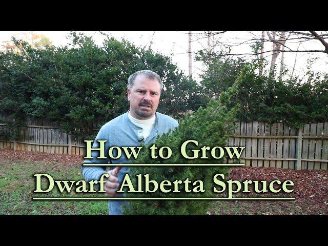 How to grow Dwarf Alberta Spruce (Upright Christmas Tree Shaped Conifer)