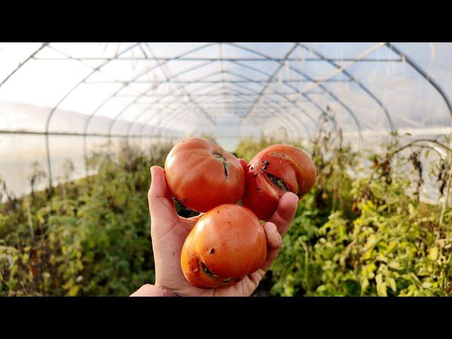 The High Tunnels Are Still Producing!