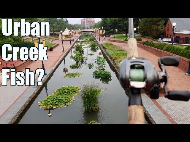 Fishing an URBAN Creek and Catching MYSTERIOUS Fish???