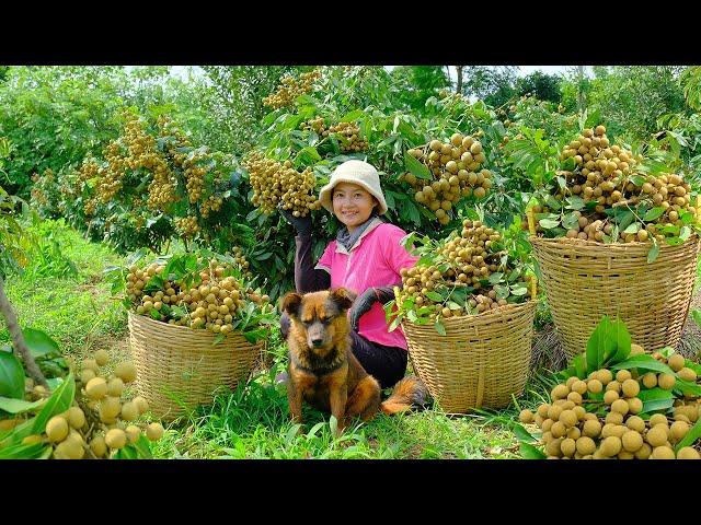 Harvesting Longan Goes To Market Sell - Nurturing Gourd Seeds, Cooking, Farm | Tieu Lien