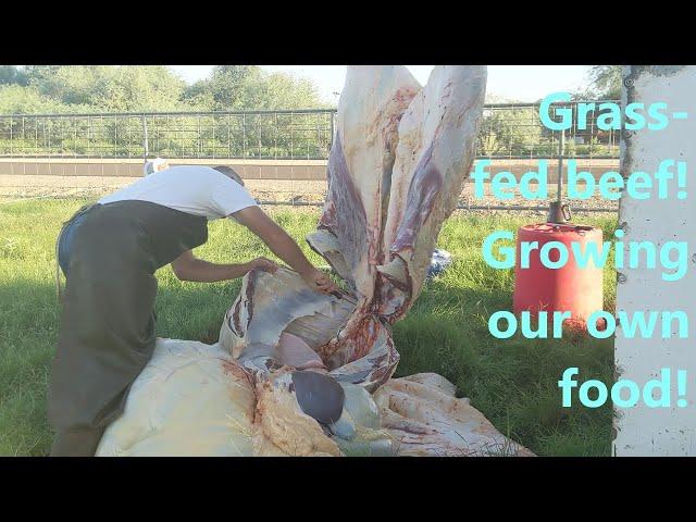 We harvested our first steer! The mobile butcher processed it right here on the farm.