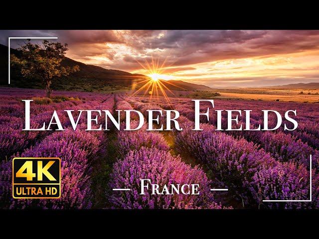 Lavender Fields France 4K Video Ultra HD | Cinematic Travel Video | Nature 4K