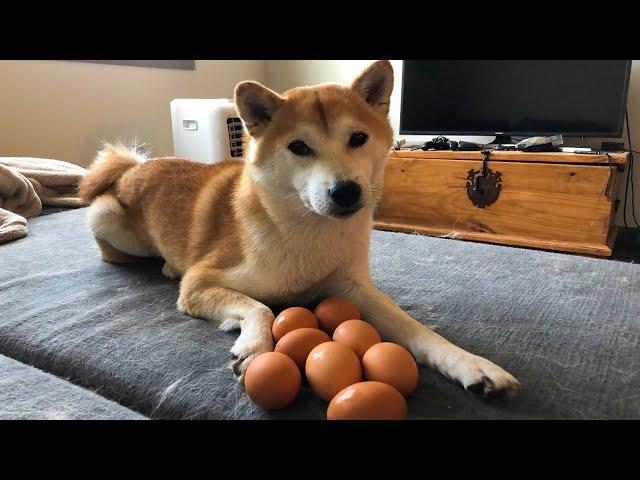 How to Cook the Perfect Egg 