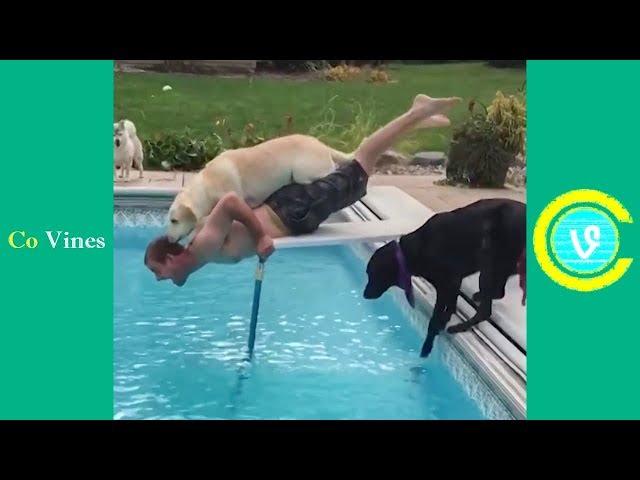 Try Not To Laugh Watching Funny Animal Fails Compilation November 2018 #1 - Co Vines