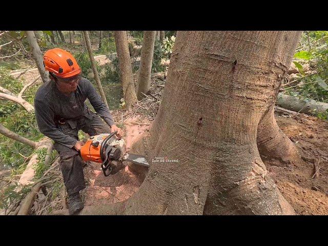 Dangerous  !! Cutting tall Albasia Trees   stihl ms 261