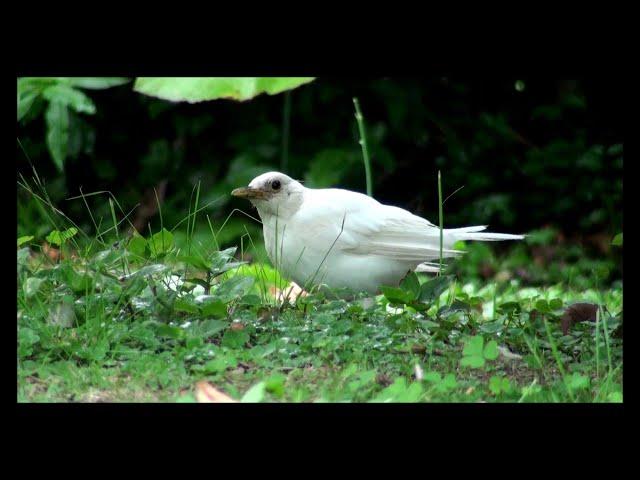 ZORZAL BLANCO * LEUCISMO Y ALBINISMO en las AVES