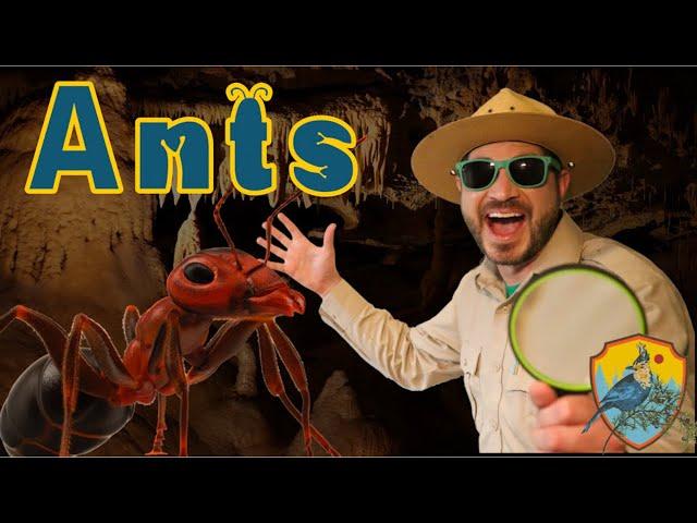 Ants for Kids | Educational Show For Kids