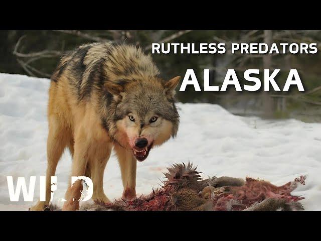 WILD ALASKA | Land Of The Most Brutal Predators | Animal Documentary