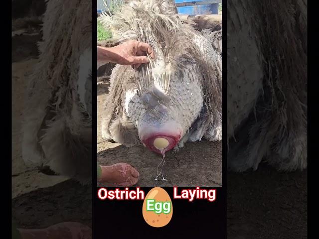 Ostrich laying an egg~ / ostrich bird laying eggs /  ostrich egg #shorts