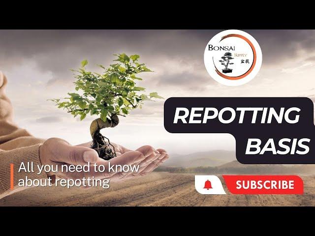 Bonsai Repotting Basics | The Bonsai Supply