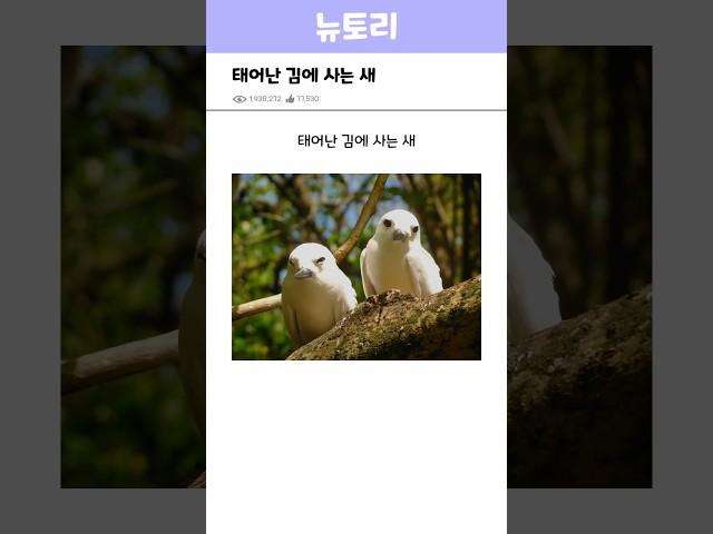 태어난김에 사는 새
