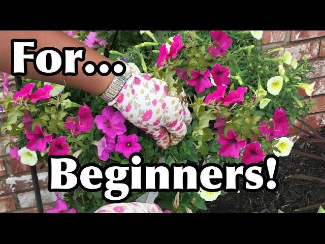 How To Keep Your Petunias Full And Flowering | Pruning Petunias For Beginners