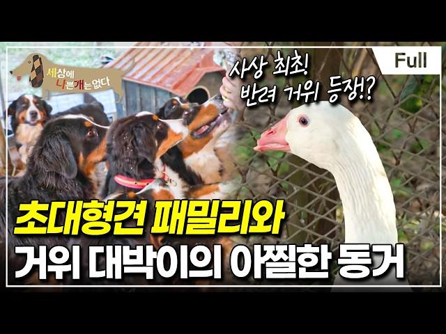 [Full] 세상에 나쁜 개는 없다 - 초대형견 패밀리와 거위 대박이의 아찔한 동거