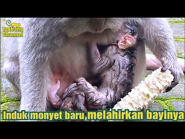 Mother monkey gives birth! This monkey baby just gave birth to #tuAbangChannel