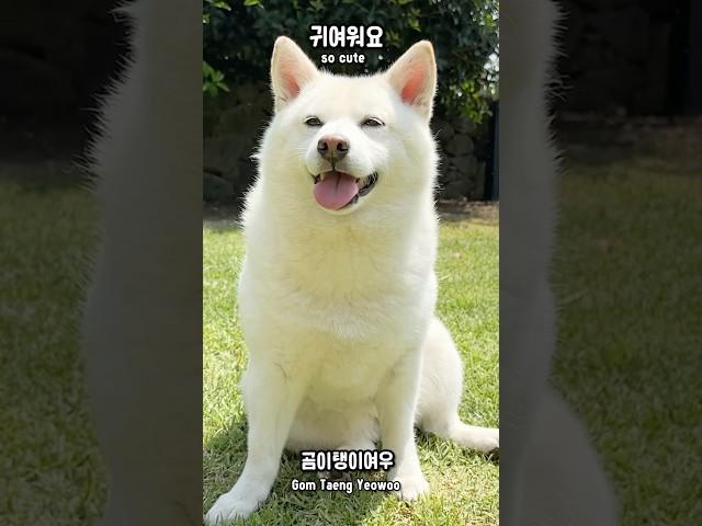완벽한 시바견 여우!! #시바견 #백시바 #여우