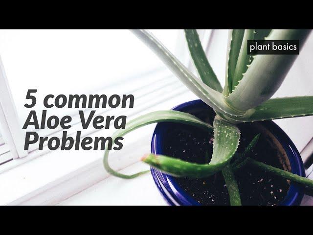 5 Common Aloe Vera Problems