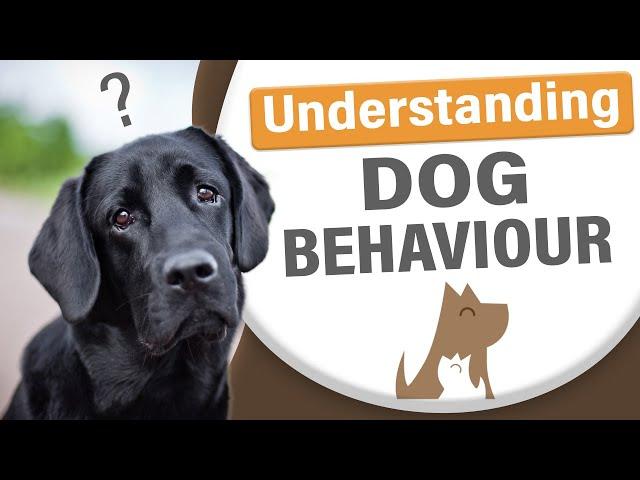 Understanding Dog Behaviour