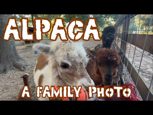 Meet Upsie Daisy: up close and personal with alpaca