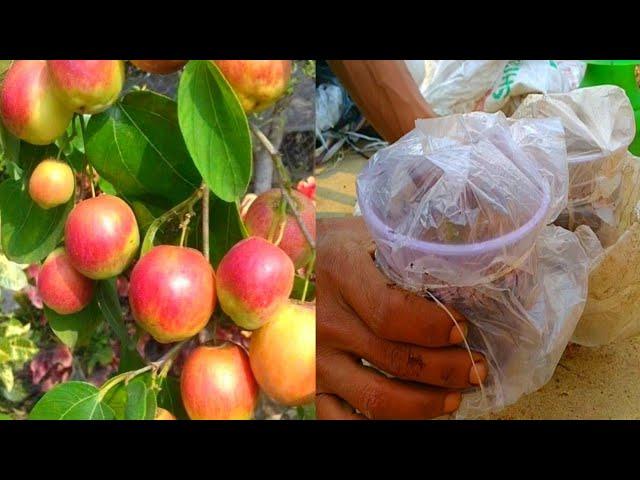 How to make apple ber cutting growing।Apple ber Ki cutting।@AliulGraftingTrees