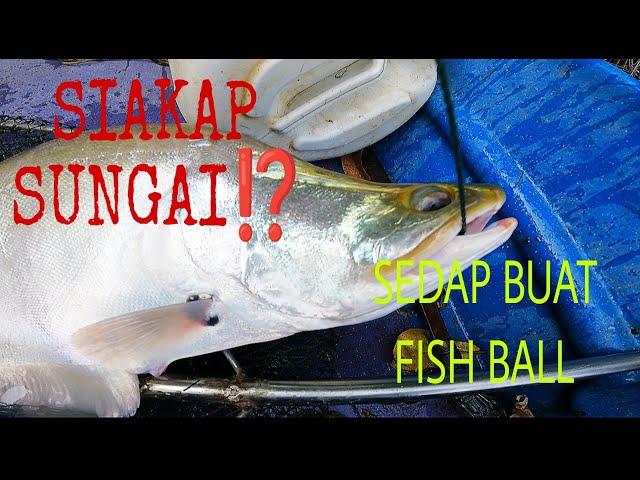 IKAN PERAK@BELIDA...IKAN INI SEDAP DIBUAT FISH BALL⁉️