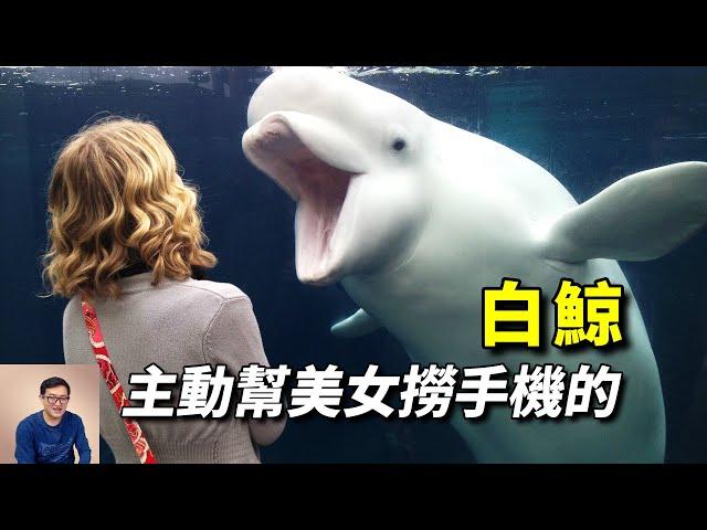 主動幫忙美女撈回手機，學習人類的語言，最像人類的海洋動物——白鯨【老肉雜談】#動物 #海洋生物 #白鯨 #鯨 #beluga