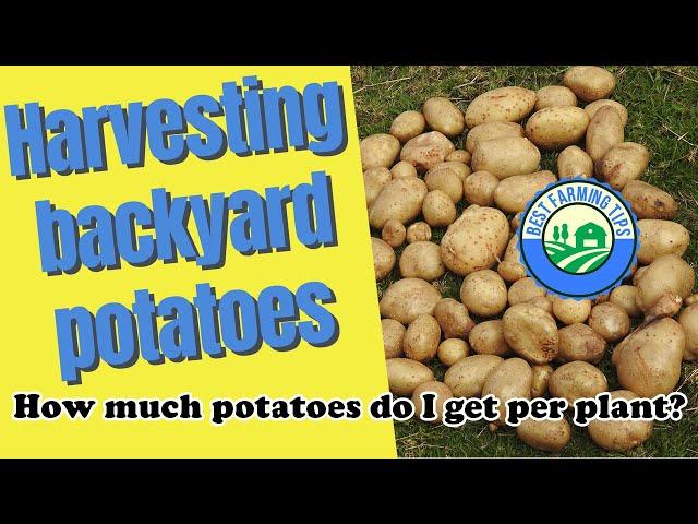 Harvesting backyard potatoes:  How much potatoes do I get per plant?