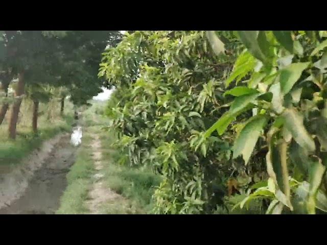 Mera Bagh/mera sukoon/greenery