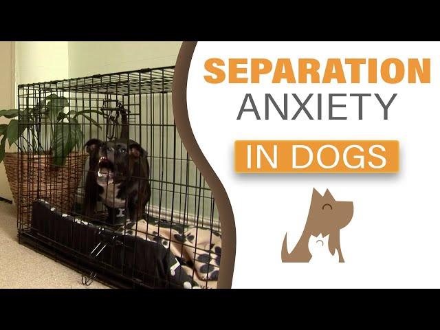 How to deal with your dog's separation anxiety