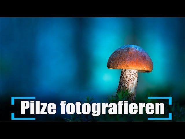 Pilze fotografieren ohne Photoshop – Makrofotografie mit OM-1 Mark II und 90mm Macro