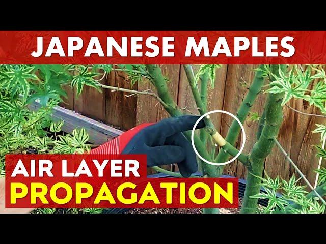 Air Layering Japanese Maple Trees | Easy Maple Propagation