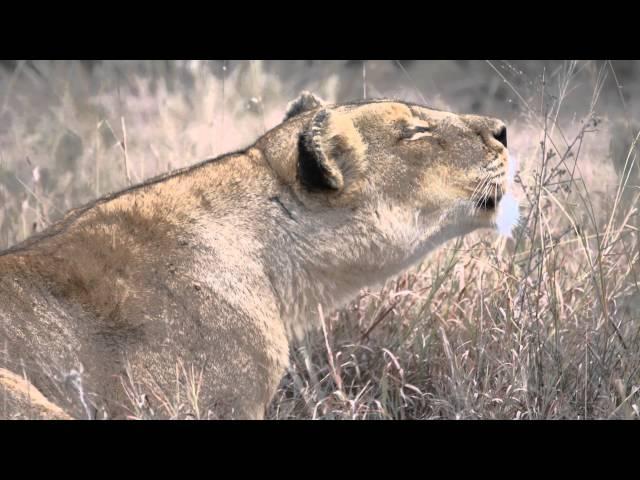 Ross pride lionesses roaring in the Klaserie