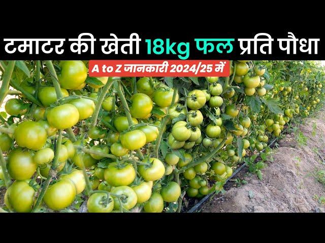 टमाटर की खेतीtamatar ki khetiA to Z जानकारी‍Plantation to Harvesting Step by Step guide 2024 में