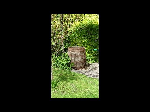 Bienen im Weinfass - Einzug 1/8