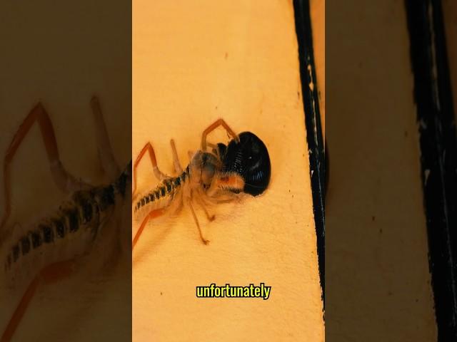 What happens if a LEECH is planted in a SOLIFUGAE terrarium? #animals #insects #nature