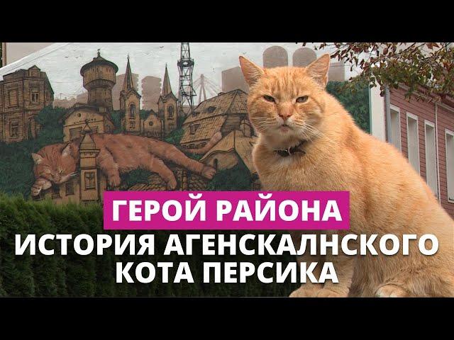 Как рыжий кот стал знаменитостью всего Агенскалнса