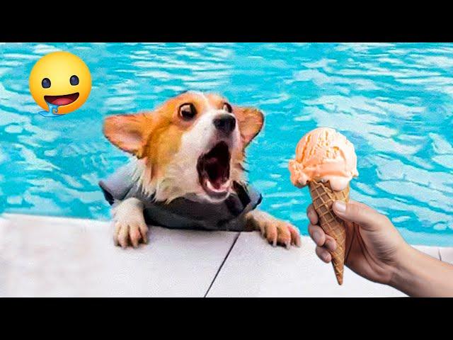 Try Not To Laugh Cats And Dogs Videos   Best Of The 2024 Funny Animal Videos 