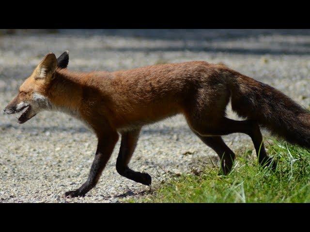 Wild red fox running & walking on trail