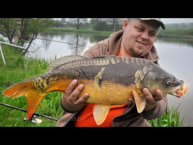 How to catch carps quickly | Fishing in Poland